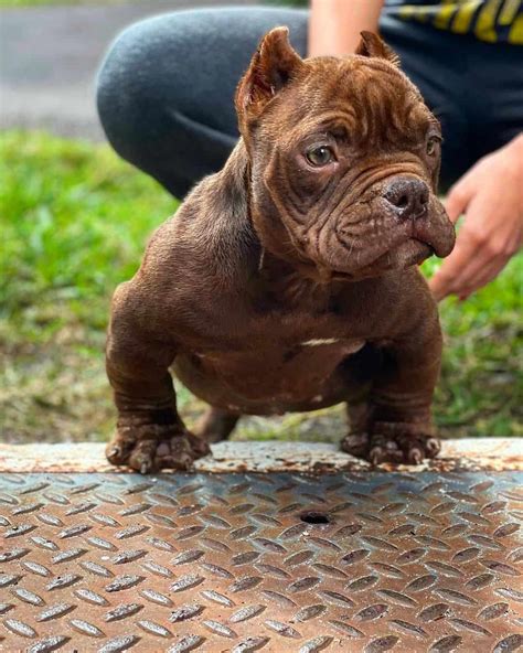 Uncovering the Truth: The Exotic American Bully Price in the .